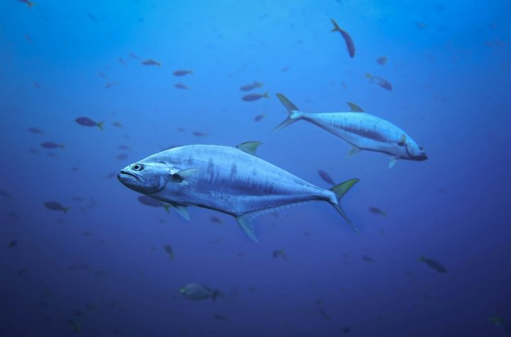 Ikan tuna